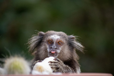 Photo of a white-tufted marmoset (Callithrix jacchus), with its tongue out, eating a banana. Front...