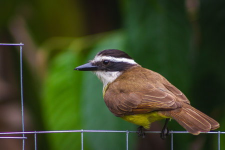 Pitangus sulphuratus perched on a small fence wire. Photo captured in November 2024の写真素材