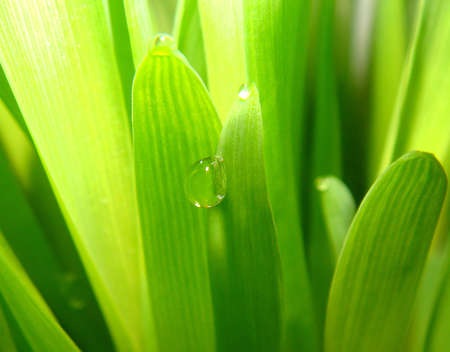 drop of the green cornの写真素材