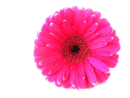 pink gerbera flowerの写真素材
