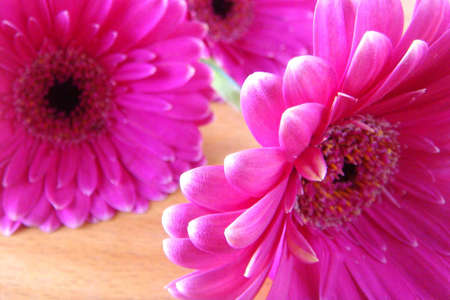 pink flowersの写真素材