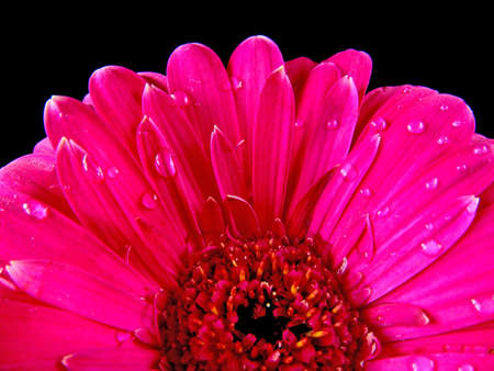 Pink flower with dew- gerberaの写真素材