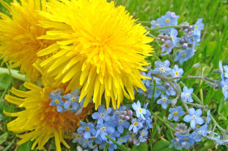 dandelions in the grass with forgetmenotの写真素材
