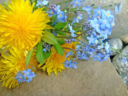 forget-me-on the stoneの写真素材
