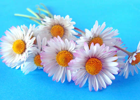 daisies on a blue backgroundの写真素材