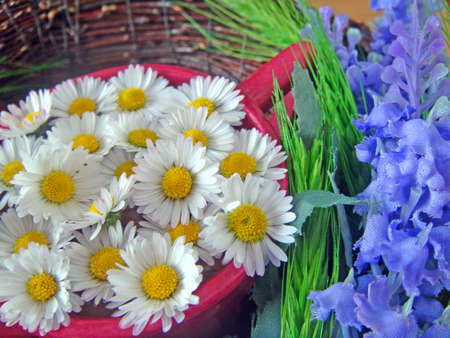 still life of daisiesの写真素材