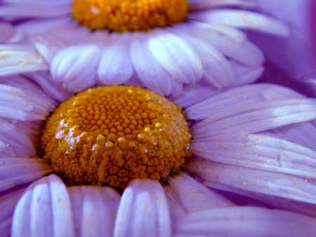 purple flowers in waterの写真素材