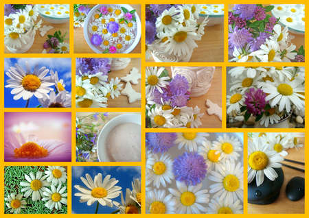 daisy collageの写真素材