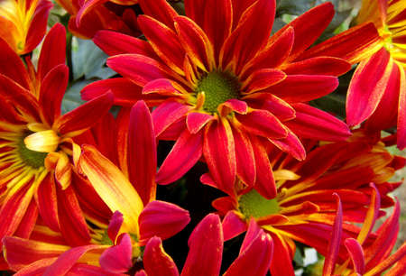 Chrysanthemumの写真素材