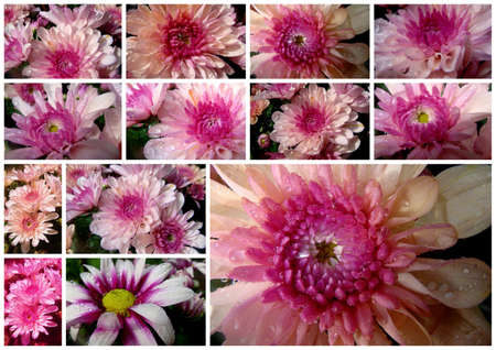 Pink chrysanthemum-collageの写真素材