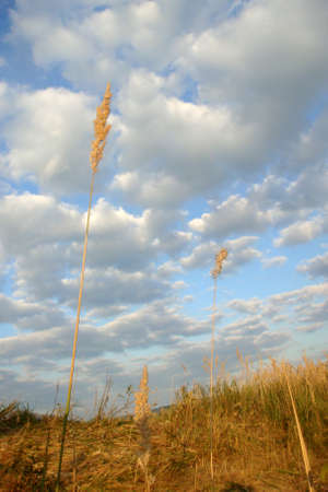 Yellow grass and cloudsの写真素材