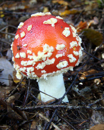 Small toadstoolの写真素材