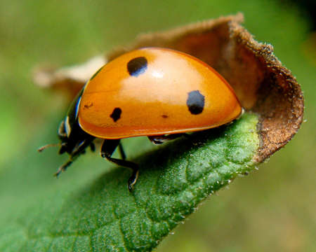 Ladybird on drying sheetの写真素材