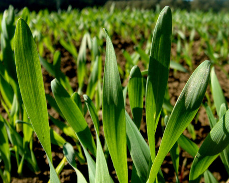 winter crop - corn on the field