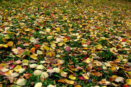colorful leavesの写真素材