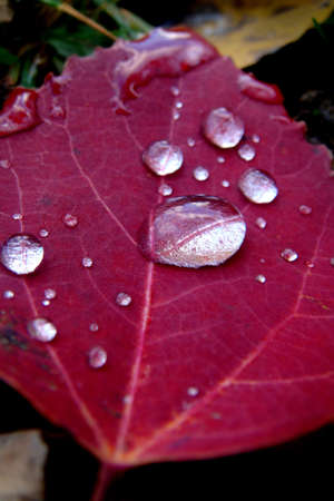 Drops on red leafの写真素材