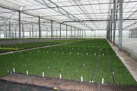 Greenhouseの写真素材