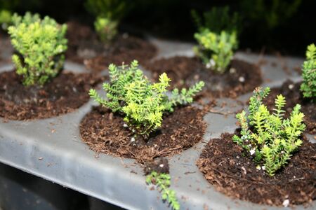 Greenhouseの写真素材