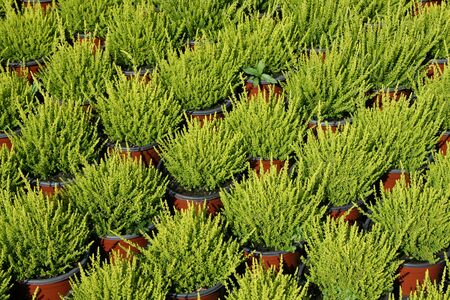 Plant nurseryの写真素材