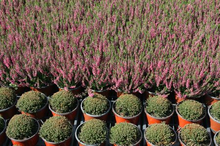 Plant nurseryの写真素材