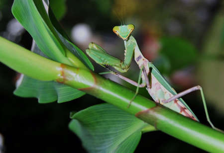 Praying mantis ready to hunt in the morning.の写真素材