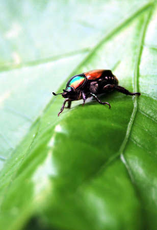 Flower eater beetle walk around the leafの写真素材