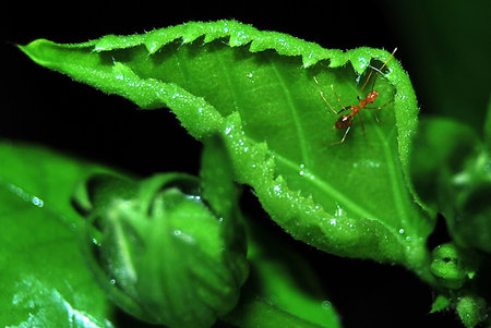 ant on green leafの写真素材