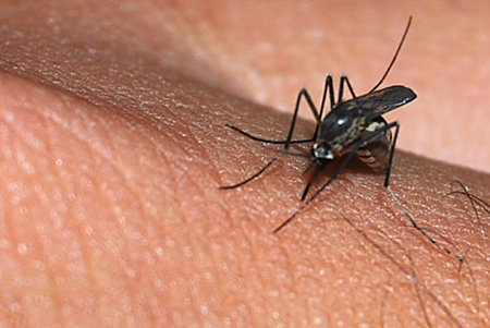 Mosquito sucking blood on skin