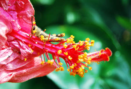 Young grasshopper exploring the red flowerの写真素材