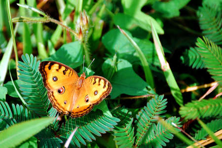 Butterfly warmed by the morning sunの写真素材
