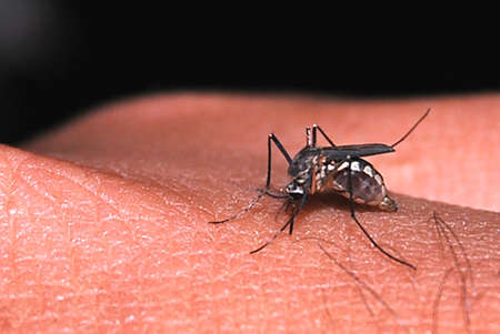Mosquito sucking blood on skinの写真素材