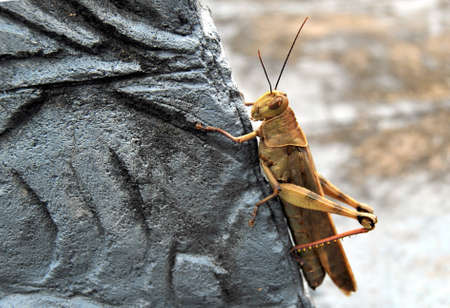 Grasshopper alight on grey stoneの写真素材