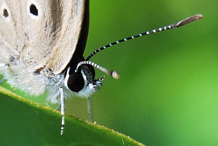 Butterfly head on close upの写真素材