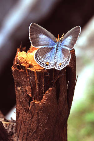 Grey butterfly on cutted woodの写真素材