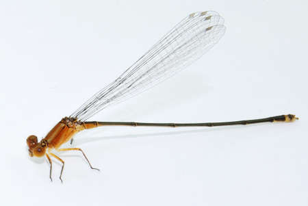 Dragonfly on white backgroundの写真素材