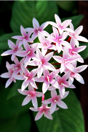 Pink star flower under morning sun