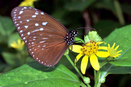 Brown butterfly on yellow flowerの写真素材