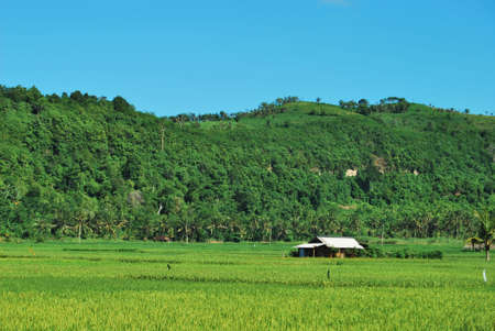 Farmer hut on rice fieldの写真素材