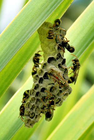 Building honey combの写真素材