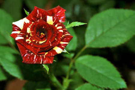 Hybrid roseの写真素材