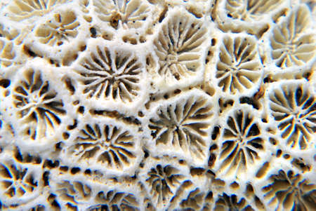 Sea Coarl Texture on Closeupの写真素材