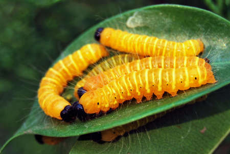 Yellow Caterpillarの写真素材