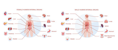 A Comprehensive Visual Guide to Female and Male Human Internal Organs, Illustrating the Anatomy and Positioning of Vital Body Systems for Educational Purposes.のイラスト素材