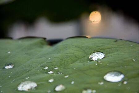 sweat on lotus leaf 2の写真素材