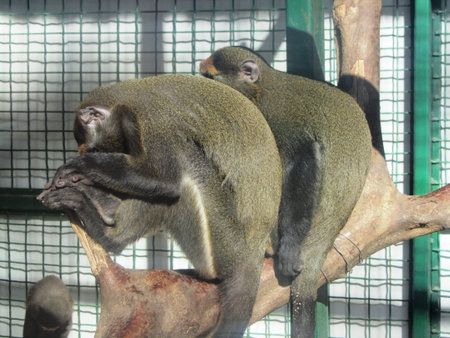 gray monkey in a zoo
