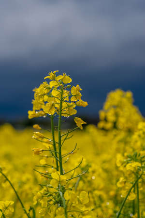 yellow rapeseed blossom in front of a stormy skyの写真素材