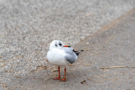 a seagull standing on the street and looking to the sideの写真素材