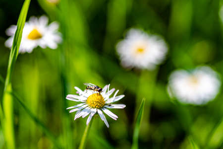 a hover fly on a daisy and blurred daisies in the backgroundの写真素材
