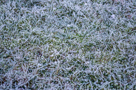 Lawn in winter with hoarfrost and ice crystalsの写真素材