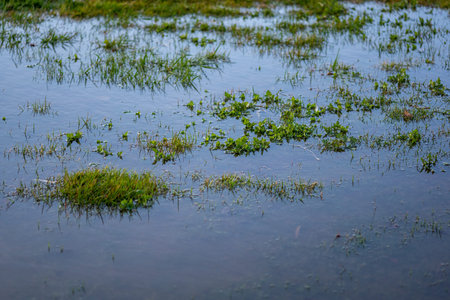 a meadow under water with individual tufts of grass sticking out of the water.
